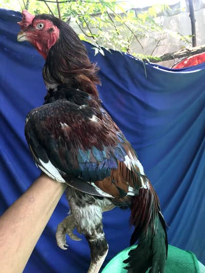 Amroha Breeder