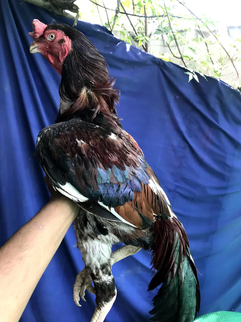 Amroha Breeder — photo 2