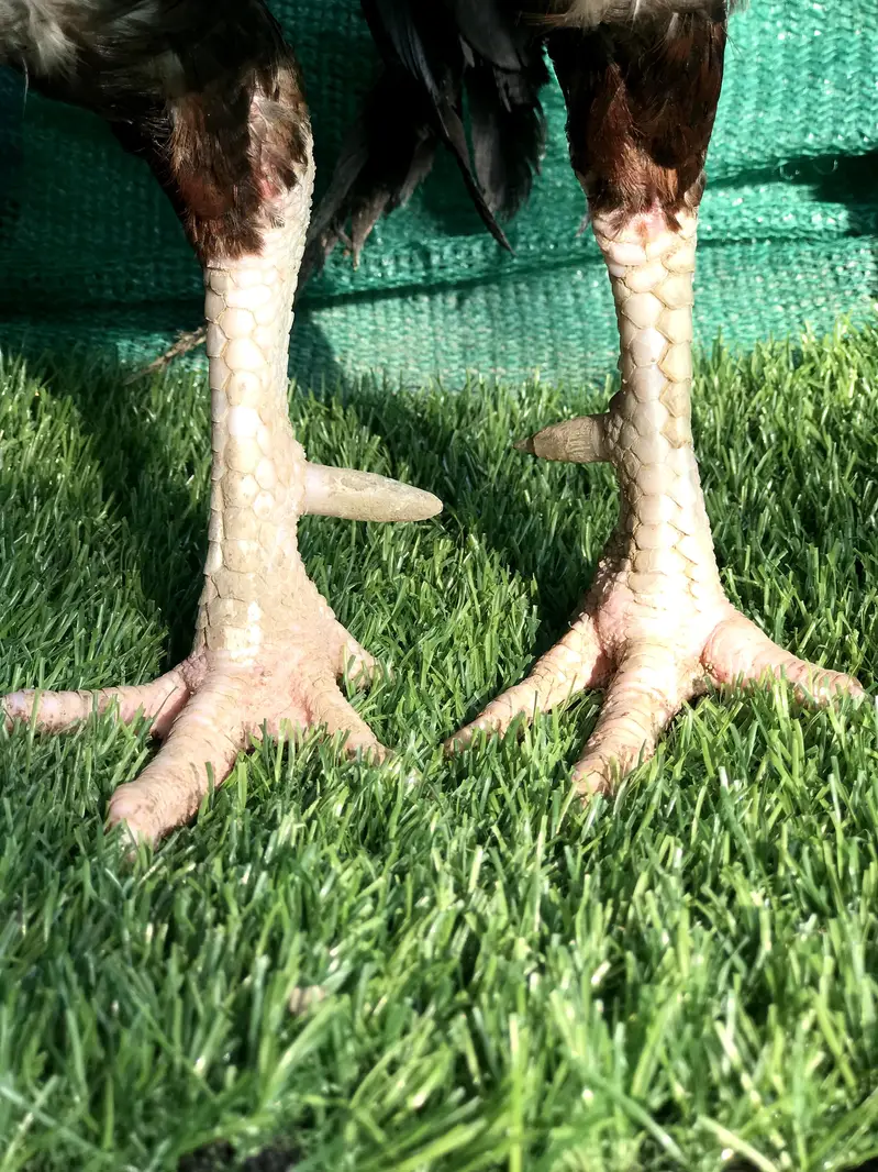 Amroha Breeder — photo 3