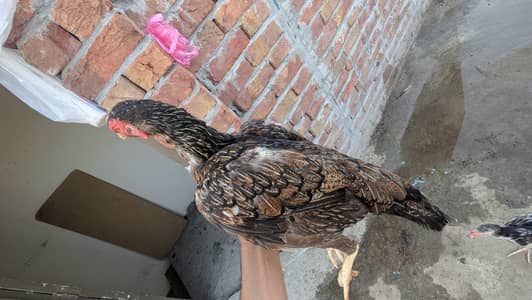 Aseel Eggs for Sale – Fresh & Pure  Aseel Eggs