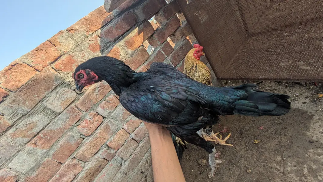 Aseel Eggs for Sale – Fresh & Pure  Aseel Eggs — photo 2