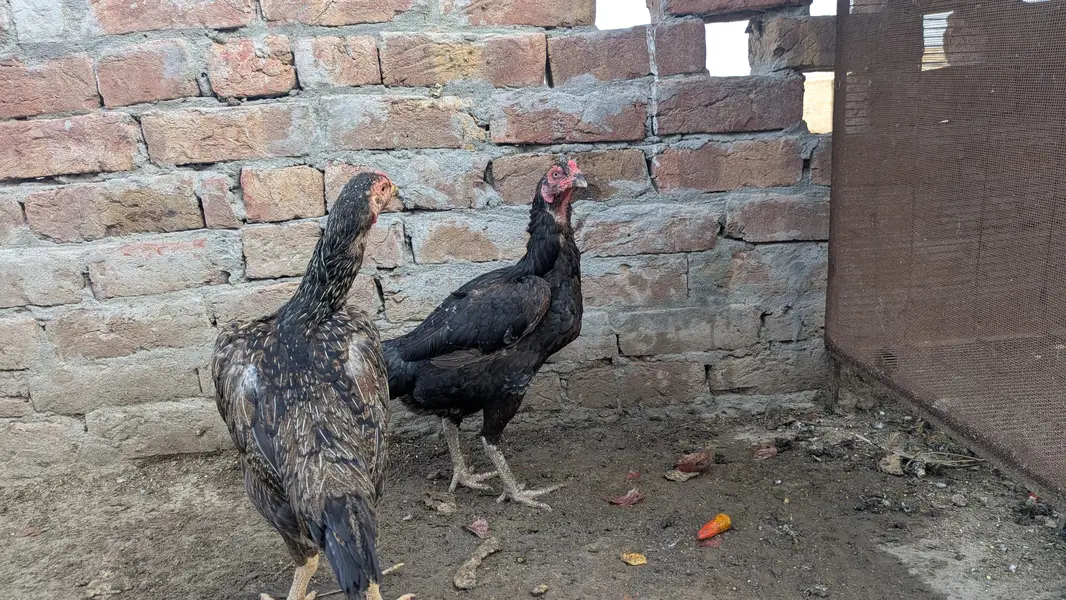 Aseel Eggs for Sale – Fresh & Pure  Aseel Eggs — photo 3