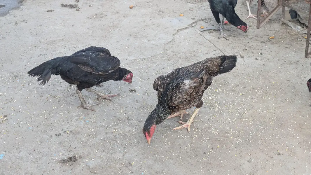 Aseel Eggs for Sale – Fresh & Pure  Aseel Eggs — photo 4
