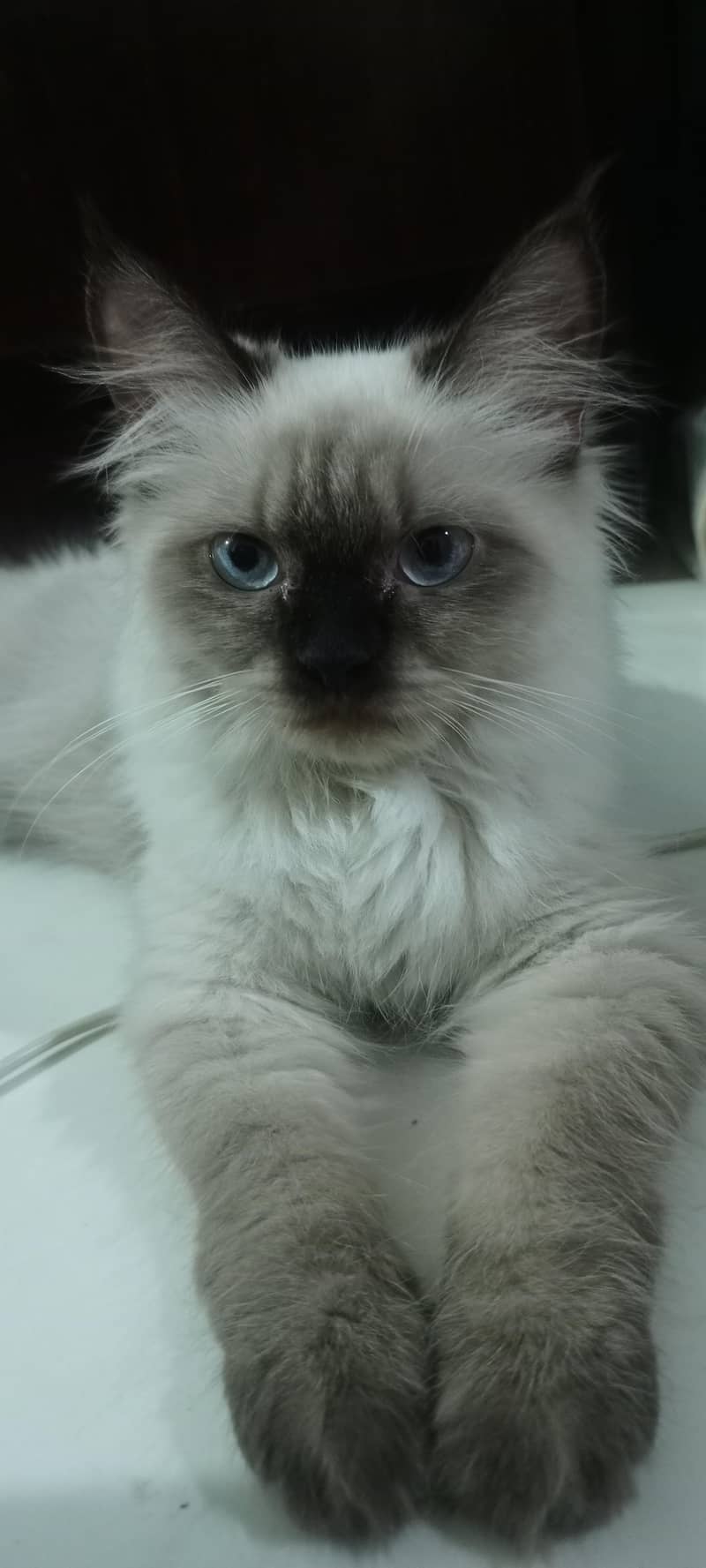 siamese cat 0