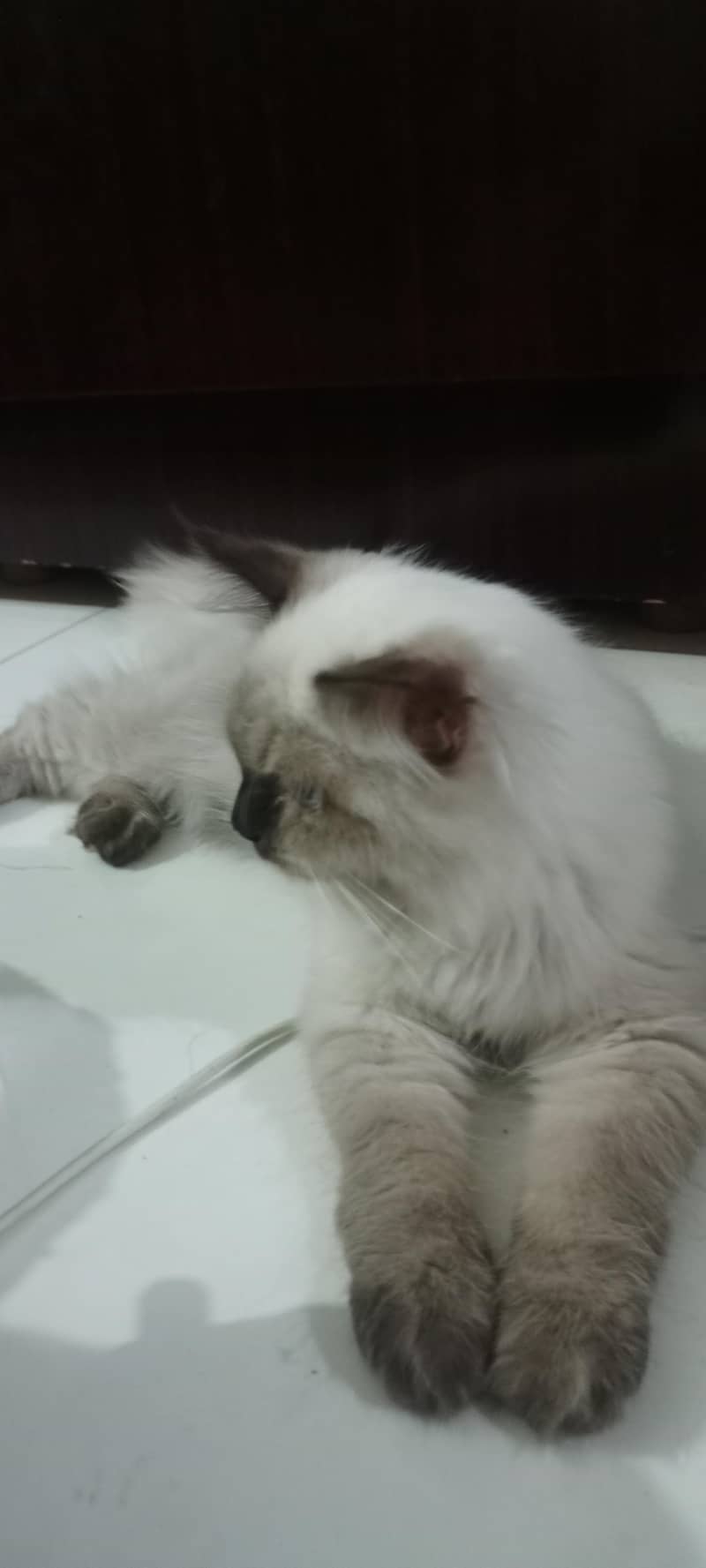 siamese cat 1