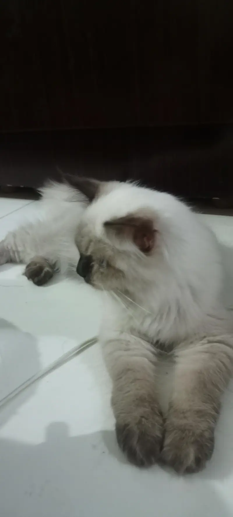 siamese cat — photo 2