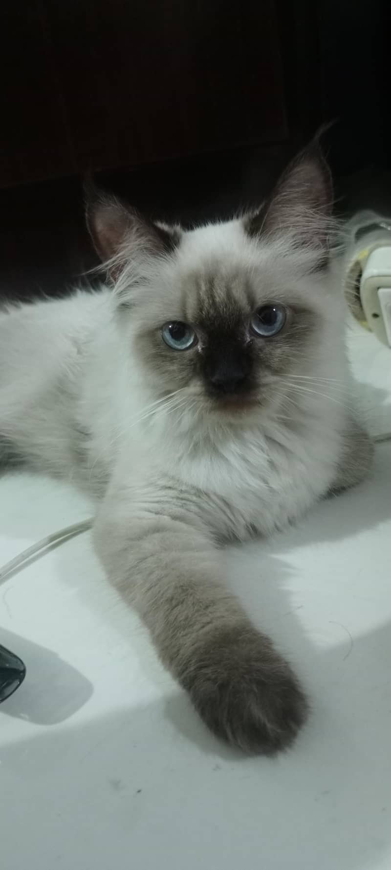 siamese cat 2
