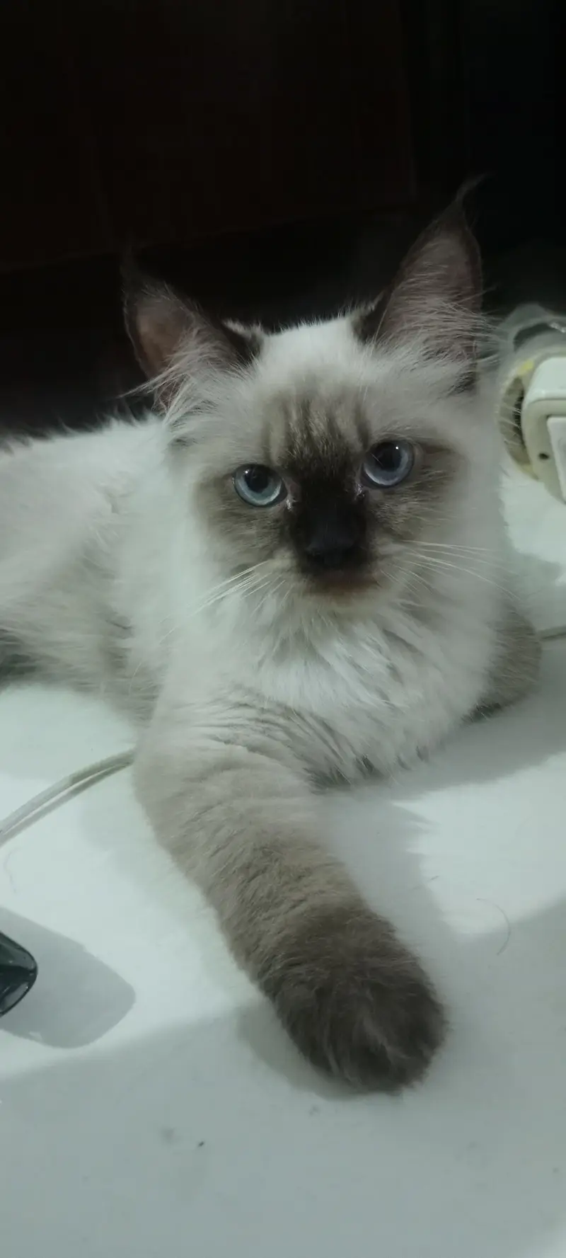 siamese cat — photo 3