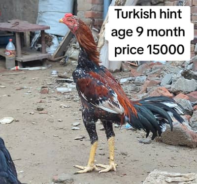 aseel |Thai |burmi| turkish hint| penas pakoya |lasani |imported aseel