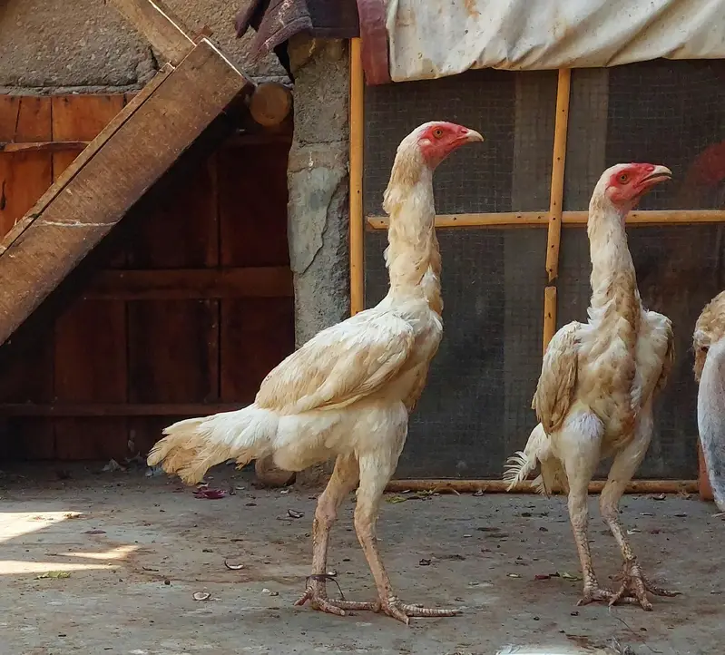 Heera White Aseel Hens – Healthy & Active