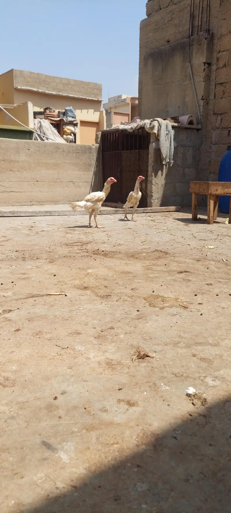 Heera White Aseel Hens – Healthy & Active — photo 2