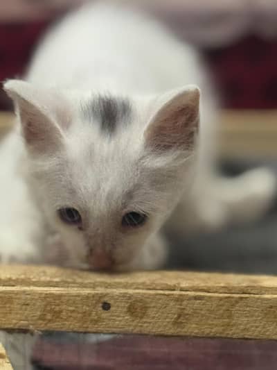 kitten cute cats