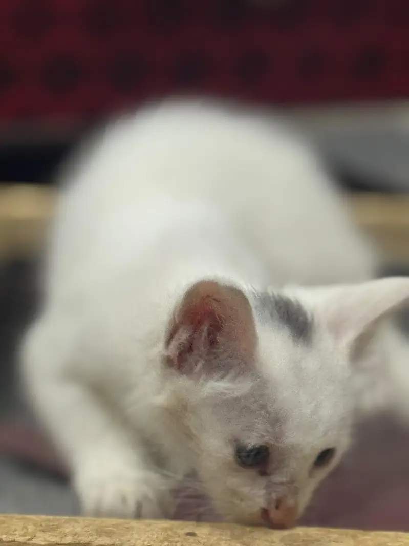 kitten cute cats — photo 2