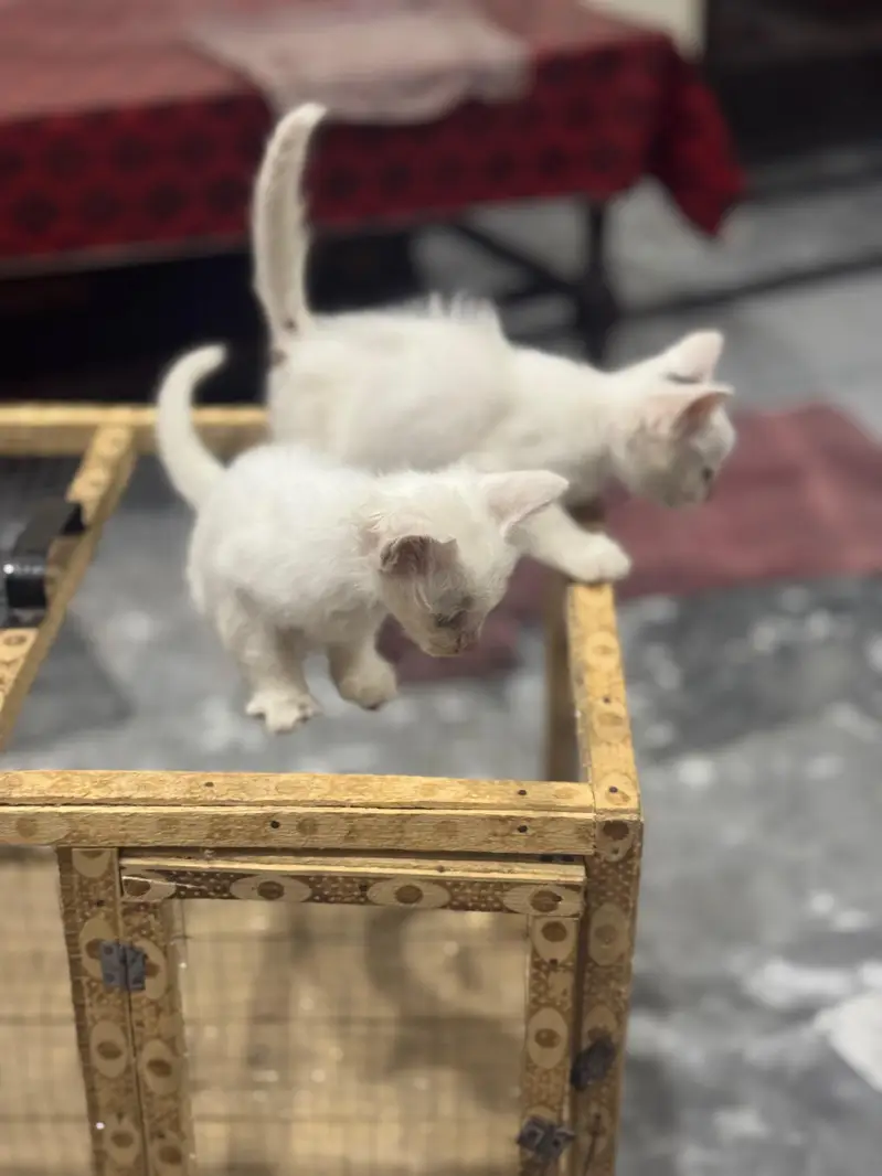 kitten cute cats — photo 3