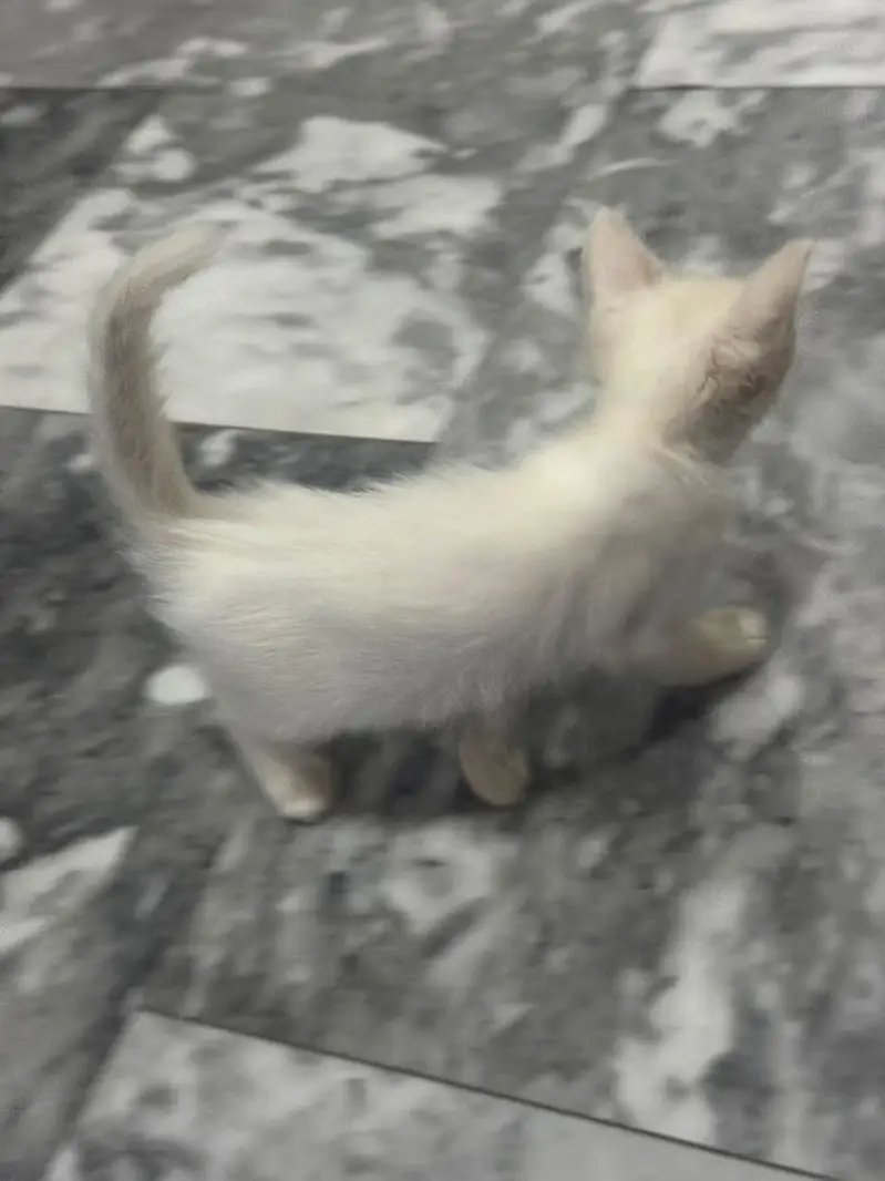 kitten cute cats — photo 4