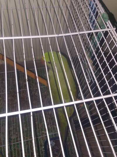 parrot sell