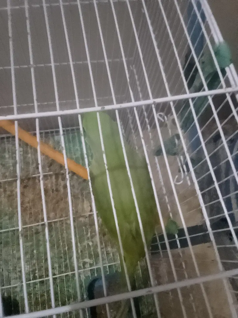 parrot sell — photo 2