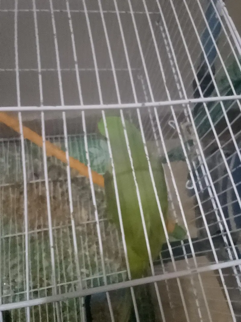 parrot sell — photo 3