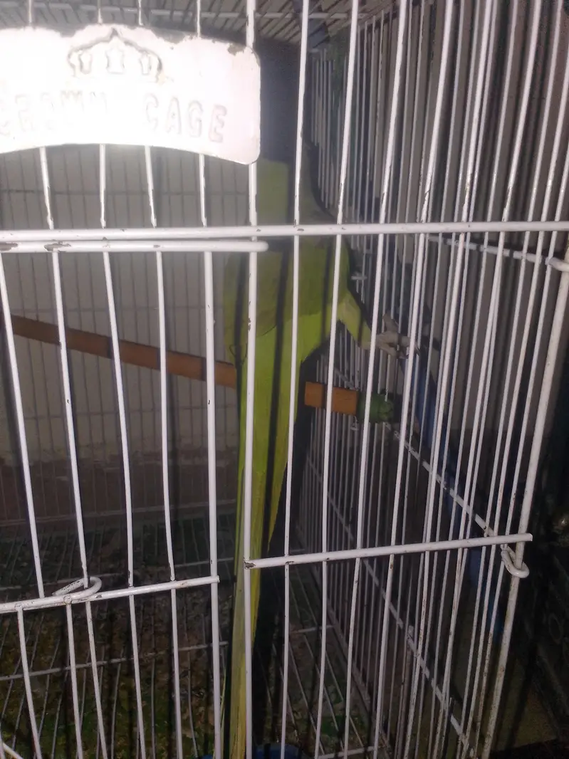parrot sell — photo 4