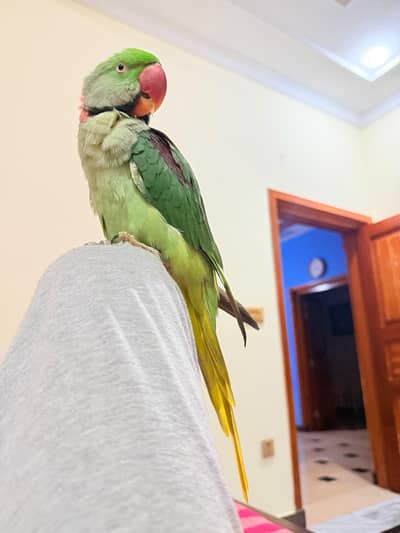 Male Raw Parrot Fully Hand Tame and Friendly