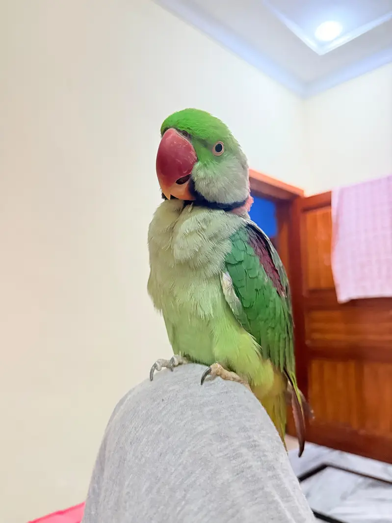 Male Raw Parrot Fully Hand Tame and Friendly — photo 2