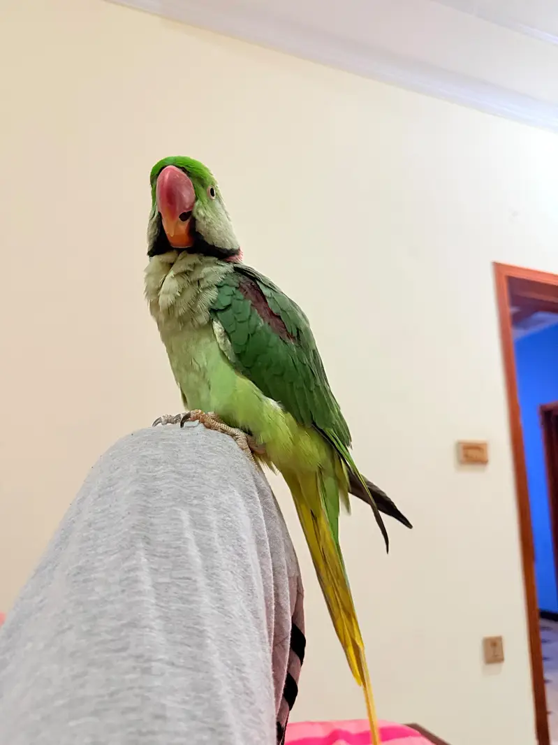 Male Raw Parrot Fully Hand Tame and Friendly — photo 3