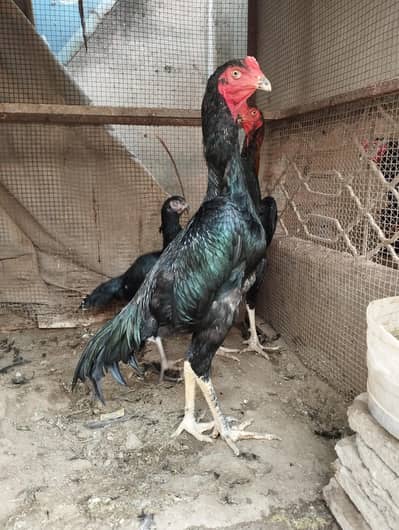 O Shamo pure breed