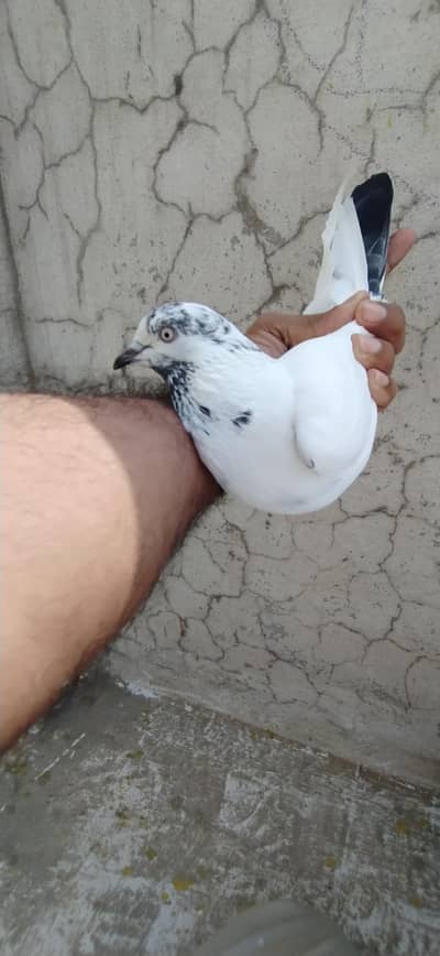 Neel  dambay motiyon wale for sale