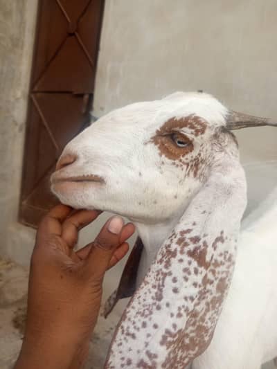 Doodh Dene Wali Sehat Mand Bakri For Sale