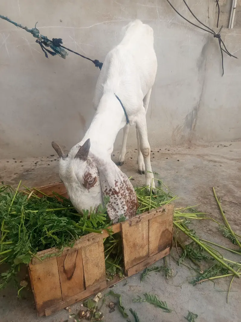Doodh Dene Wali Sehat Mand Bakri For Sale — photo 2