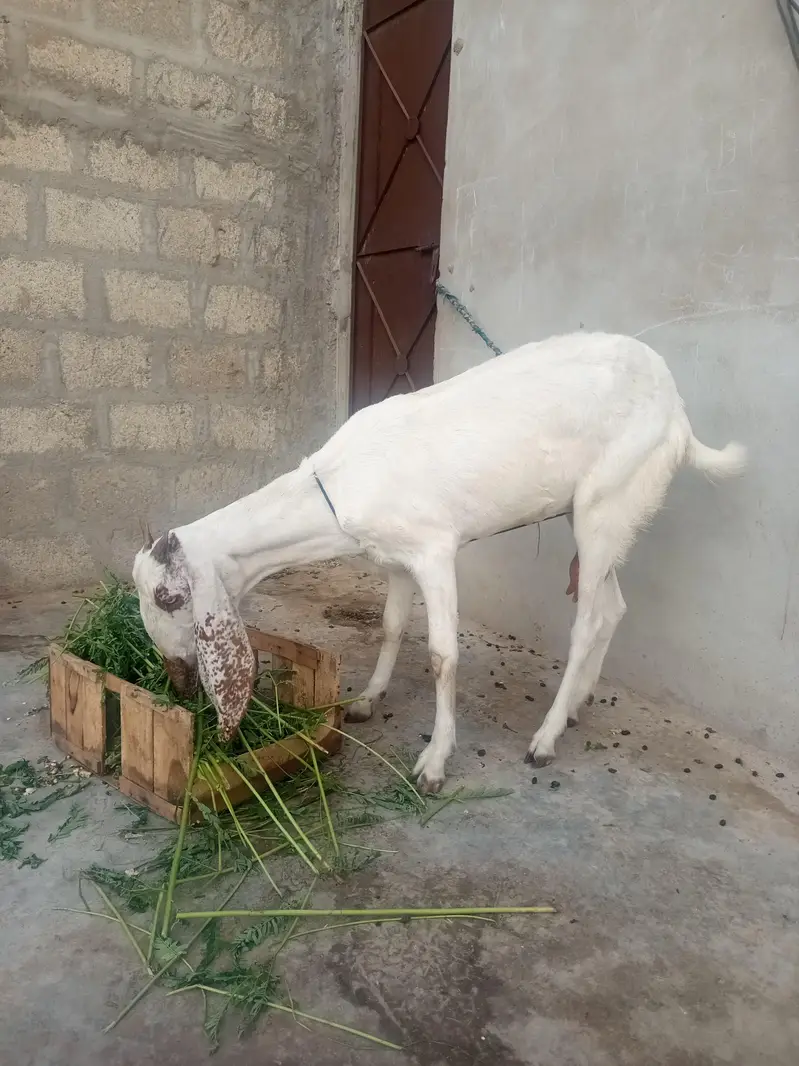 Doodh Dene Wali Sehat Mand Bakri For Sale — photo 3