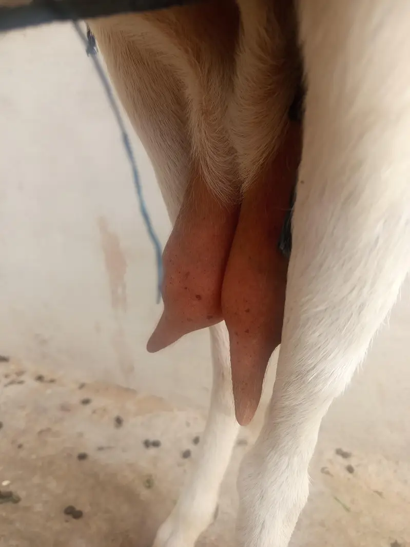 Doodh Dene Wali Sehat Mand Bakri For Sale — photo 4