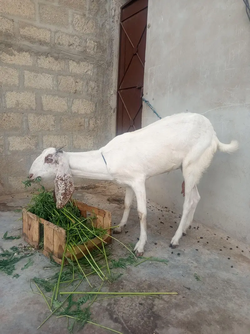 Doodh Dene Wali Sehat Mand Bakri For Sale — photo 5