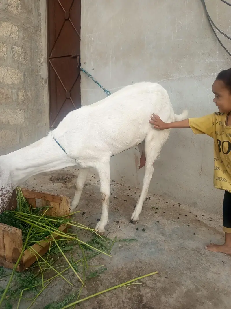 Doodh Dene Wali Sehat Mand Bakri For Sale — photo 6