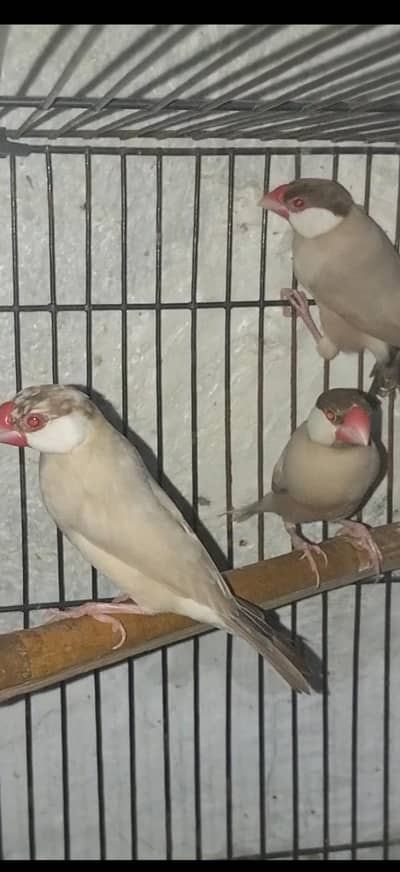 Java 3 breeder pieces for sell