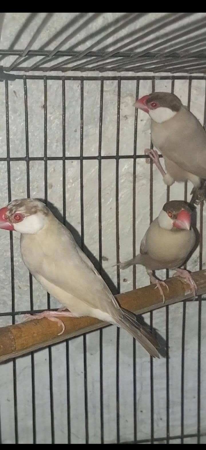 Semi tame Australian pair and java 4