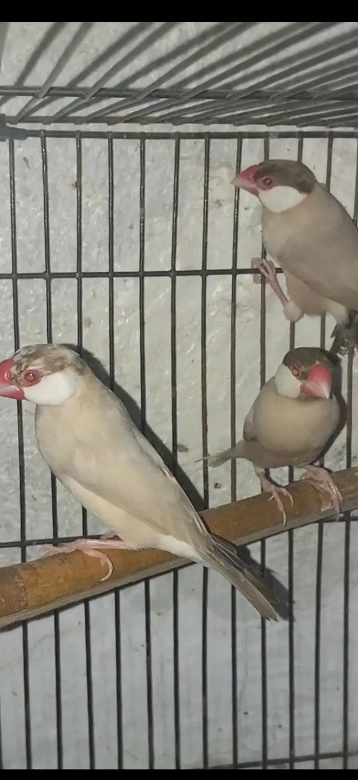 Semi tame Australian pair and java — photo 5