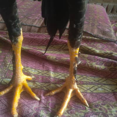 bengum fighter aseel for sale