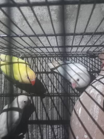 love birds
