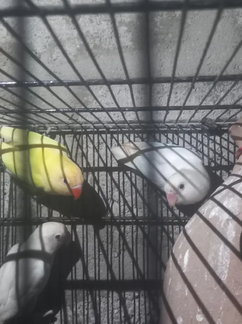 love birds