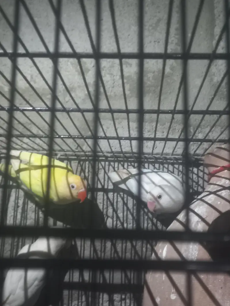 love birds — photo 2