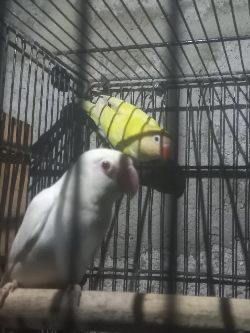 love birds — photo 4