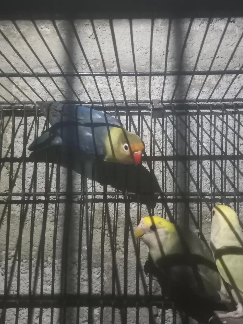 love birds — photo 5