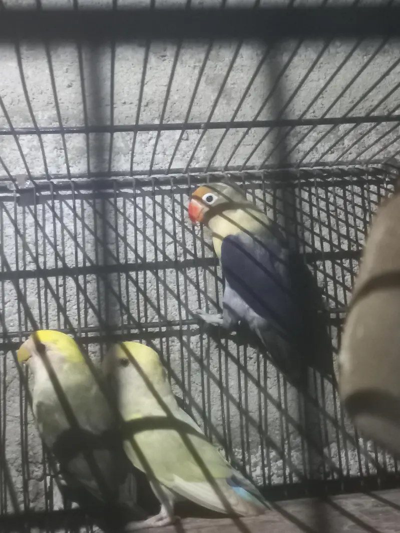 love birds — photo 6