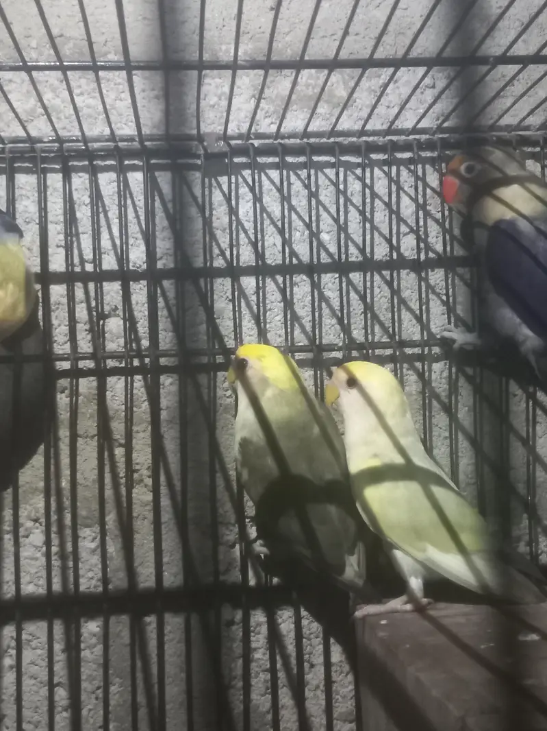 love birds — photo 7