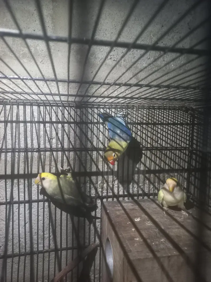 love birds — photo 8