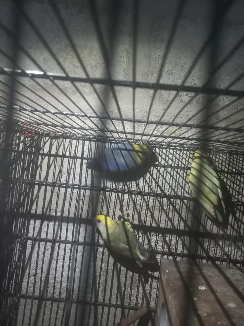 love birds — photo 9