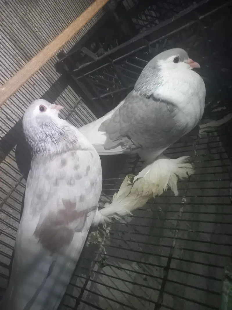 love birds — photo 10
