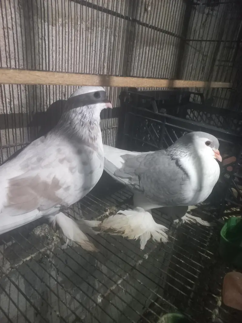 love birds — photo 11