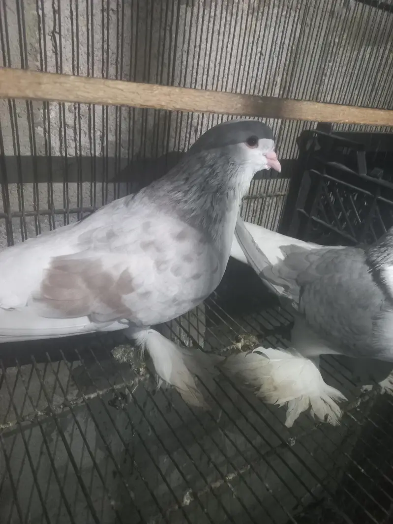 love birds — photo 12